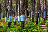 Oma Forest is a work of art by Agustin Ibarrola, a Basque sculptor and painter, in the natural reserve of Urdaibai, Oma, Vizcaya, Basque country Euskadi, Spain