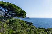 A Maritime Pine, Pinus pinaster, on the cliffs along the Amalfi Coast in italy.