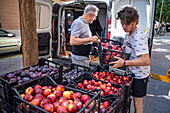 Unloading donated products in Rebost Solidari de Gracia, Gracia neighborhood, Barcelona, Spain, Europe. The Rebost Solidari de Gracia is a distributor entity of the Food Bank in its Sec, SERMA (fresh fruit and vegetables), cold chain (frozen and refrigerated products) and FEGA (products received from the EU) programs. An efficient management of all the food surpluses generated by the neighborhood (markets, supermarkets, shops, companies, restaurants, school canteens and others) is an important enough objective in itself, both for its use in the neighborhood and for the possible redistribution 