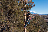 A tree surgeon uses a chain saw to cut off the branches of a tree before cutting it down.