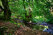 Beeches on the way to the San Adrián tunnel on the Aizkorri mountain range at the Basque Country, Goierri, Basque Highlands Basque Country, Euskadi Spain.