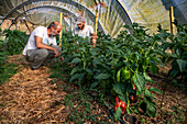 Regenerative agriculture fields in San Pol de Mar, Ferrer Sustainability Foundation, Barcelona, Spain, Europe. The Ferrer Sustainability Foundation is a non-profit organisation that aims to transform lives and work towards a more equitable and fair society through social cohesion and environmental preservation. We carry out our work through two major projects: Ferrer for Food and Green for Good, through which we seek to generate the greatest impact for the benefit of people and the planet.