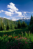 Natürliche Schönheit entlang des Monica Meadows Trail in den Purcell Mountains in BC, Kanada; British Columbia, Kanada