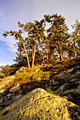 Natürliche Schönheit auf Prevost Island im Gulf Islands National Park Reserve, BC, Kanada; British Columbia, Kanada