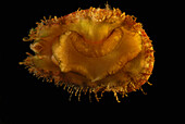 Eine 2 cm große Abalone, Haliotis cf hargraves.  Wahrscheinlich Hargrave's Abalone; Derawan Insel, Borneo, Indonesien.