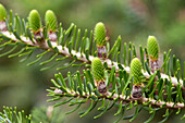 Unreife Zapfen einer großen koreanischen Tanne mit blauem Zapfen, Abies koreana; Framingham, Massachusetts.