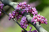 Close up of the cauliflorous flowers of an Afghan redbud tree, Cercis griffithii.; Arnold Arboretum, Jamaica Plain, Massachusetts.