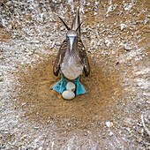 Blaufußtölpel (Sula nebouxii) mit schlüpfbereiten Eiern, Insel San Cristobal; Insel Cristobal, Galapagosinseln, Ecuador