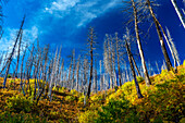 Abhang eines verbrannten Waldes mit farbenfrohem Herbstunterholz mit Wolken und tiefblauem Himmel im Waterton Lakes National Park; Waterton, Alberta, Kanada