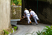 Portugal, Insel Madeira. Funchal, Straße Caminho do Monte. Abstieg vom tropischen Garten in einem Weidenkorb.