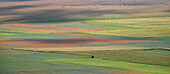 Poppies, cornflowers and wild mustard flowering during La Fioritura (The Flowering), on the Piano Grande (Great Plain), Castelluccio, Umbria, Italy