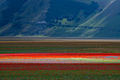 Poppies flowering during La Fioritura (The Flowering) on the Piano Grande (Great Plain), Castelluccio, Umbria, Italy