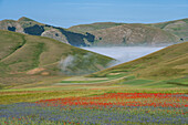 Poppies, cornflowers and wild mustard flowering during La Fioritura (The Flowering) on the Piano Grande (Great Plain), Castelluccio, Umbria, Italy