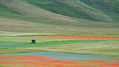 Mohn, Kornblumen und wilder Senf blühen während der Fioritura (Blüte) auf dem Piano Grande (Große Ebene), Castelluccio, Umbrien, Italien