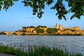 Rhone, Brücke St. Benezet, UNESCO, Avignon, Provence-Alpes-Côte d'Azur, Rhonetal, Frankreich