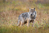 Wild Grey wolf pup (Canis lupus lupus), Finland