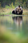 European brown bear (Ursos arctos arctos) reflected in lake, Finland