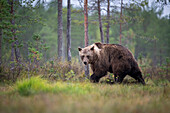 European brown bear (Ursos arctos arctos), Finland