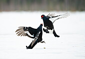 Male black grouse (Lyrurus tetrix) fighting on snow covered field, Finland