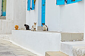 Cats by door in Old town street, Mandraki, Nisyros Island, Dodecanese Islands, Greek Islands, Greece, Europe