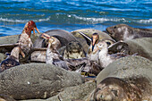 Northern giant petrels (Macronectes halli) fighting over the scavenging rights to a dead elephant seal pup at Royal Harbor, South Georgia