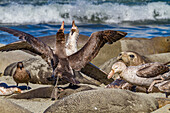 Northern giant petrels (Macronectes halli) fighting over the scavenging rights to a dead elephant seal pup at Royal Harbor, South Georgia