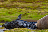 Pregnant female southern elephant seal (Mirounga leonina) giving birth on the beach in Stromness Bay, South Georgia Island