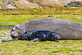 Female southern elephant seal (Mirounga leonina) with newborn pup on the beach in Stromness Bay, South Georgia Island