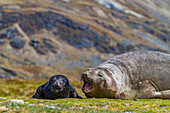 Female southern elephant seal (Mirounga leonina) with newborn pup on the beach in Stromness Bay, South Georgia Island