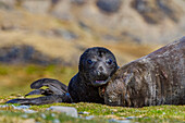 Female southern elephant seal (Mirounga leonina) with newborn pup on the beach in Stromness Bay, South Georgia Island