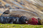 Female southern elephant seal (Mirounga leonina) with newborn pup on the beach in Stromness Bay, South Georgia Island