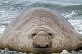 Bull southern elephant seal (Mirounga leonina) on South Georgia Island, Southern Ocean