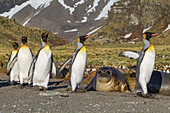 Penguins walk by Southern elephant seal (Mirounga leonina) pup, called a weaner, South Georgia Island, Southern Ocean