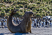 Bull southern elephant seal (Mirounga leonina) on South Georgia Island, Southern Ocean