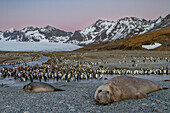 Bull southern elephant seal (Mirounga leonina) on South Georgia Island, Southern Ocean