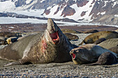 Southern elephant seal (Mirounga leonina) mating behavior on South Georgia Island, Southern Ocean