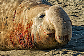 Bull southern elephant seal (Mirounga leonina) on South Georgia Island, Southern Ocean