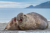 Southern elephant seal (Mirounga leonina) mating behavior on South Georgia Island, Southern Ocean