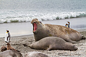 Southern elephant seal (Mirounga leonina) mating behavior on South Georgia Island, Southern Ocean