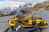 Southern elephant seal (Mirounga leonina) pup, called weaners once their mothers stop nursing, South Georgia Island, Southern Ocean