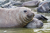 Young adult bull southern elephant seal (Mirounga leonina) holding young pup's head underwater trying to kill it, South Georgia Island, Southern Ocean