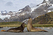 Adult bull southern elephant seals (Mirounga leonina) fighting for breeding grounds on South Georgia Island, Southern Ocean