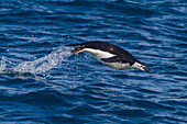 Chinstrap penguin (Pygoscelis antarctica) porpoising in Cooper Bay, South Georgia