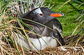 Adult gentoo penguin (Pygoscelis papua) with minutes-old newly hatched chick at Gold Harbor on South Georgia