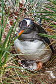 Adult gentoo penguin (Pygoscelis papua) with minutes-old newly hatched chick at Gold Harbor on South Georgia