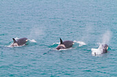 A small pod of killer whales (Orcinus orca) off the coast of South Georgia Island, Southern Ocean