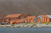 Views of the abandoned whaling station at Stromness Harbor on South Georgia Island, Southern Ocean