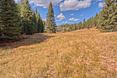 A meadow in Fuller Canyon off Cape Royal Road at Grand Canyon North Rim, Arizona, United States of America