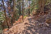 Der obere Abschnitt des North Kaibab Trail am Grand Canyon North Rim, UNESCO, Arizona, Vereinigte Staaten von Amerika