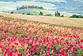 Spring in the Val d'Orcia, UNESCO, Tuscany, Italy